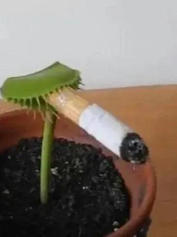 메이린