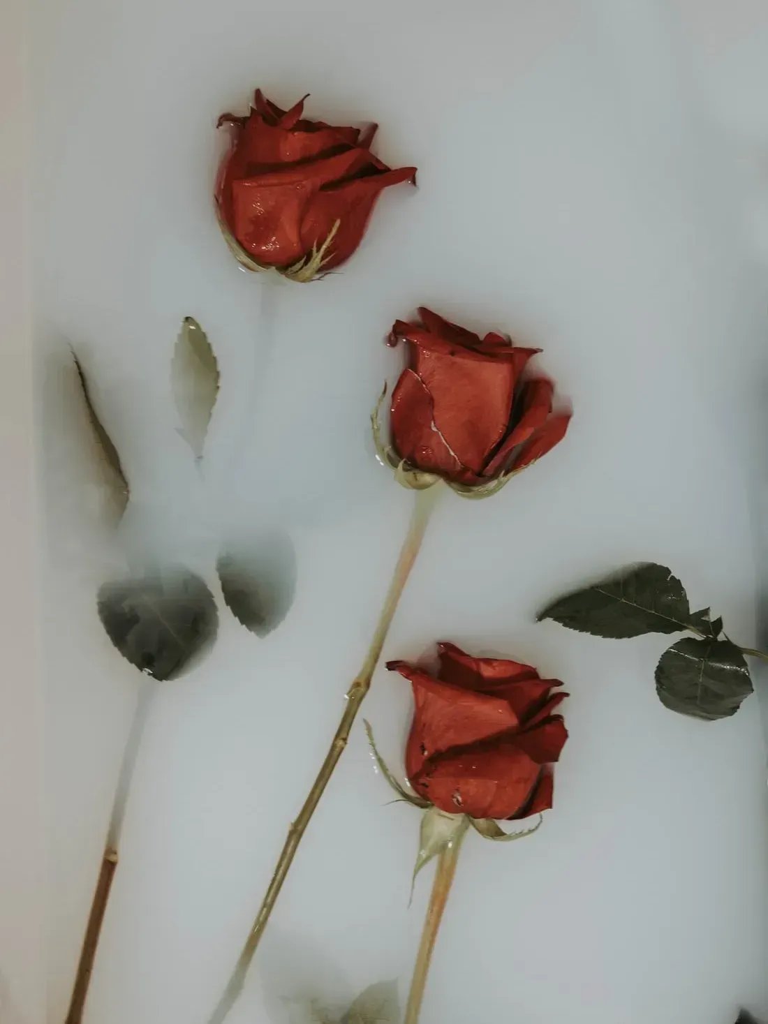 모자이크 유로파