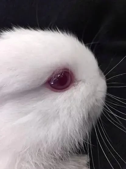 꿈