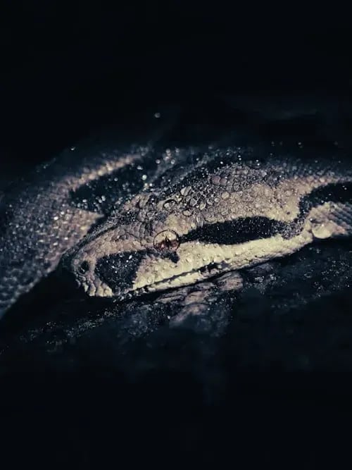 하이젠